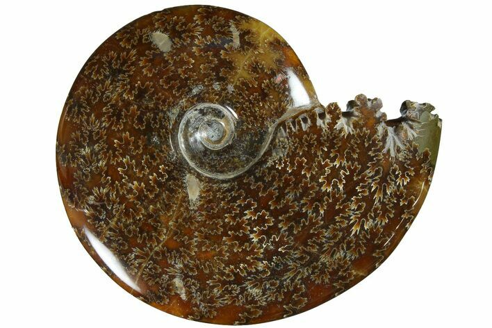 Polished Ammonite (Cleoniceras) Fossil - Madagascar #185509